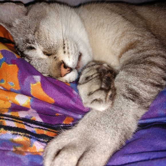 Meet your Posher, Misty - Picture 2 of 3